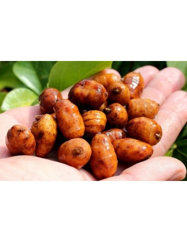 Fusionbaits tarro chufas xxl coco y talin