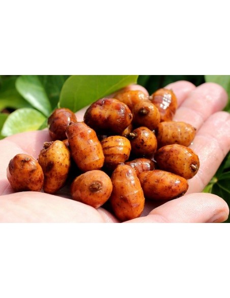 Fusionbaits tarro chufas xxl coco y talin