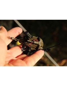 Fox plomos grappling marked 142gr 2unds 2