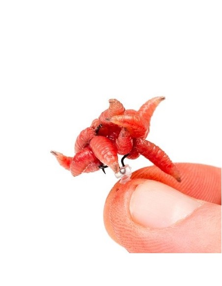 Nash maggot screw small 5unds