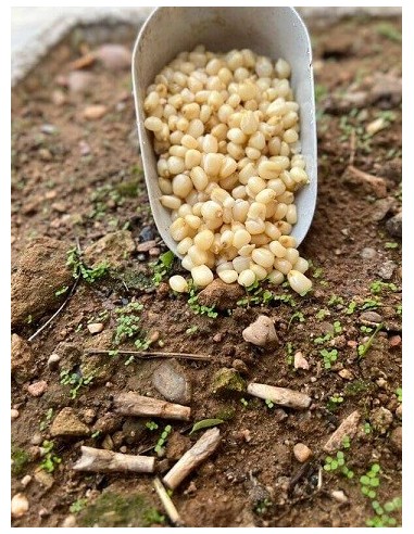 Particles semillas maiz blanco cocido 3kg