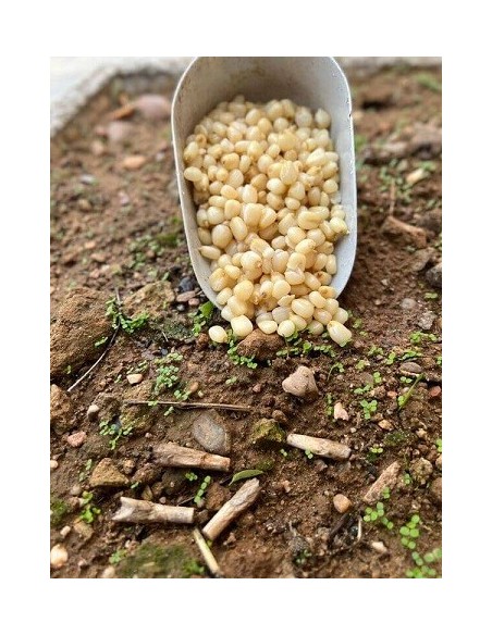 Particles semillas maiz blanco cocido 3kg