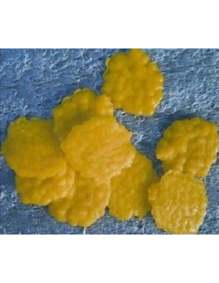 Enterprise imitation flake maize 10unds