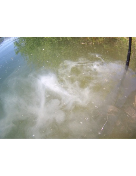 Carpspot spotmarket premium cloudmaker