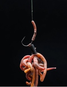 Omc dazzles worm brown distance beadhooks small 30unds 2
