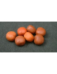 Enterprise maple pear 10unds 2