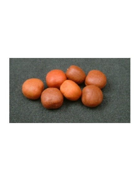 Enterprise maple pear 10unds